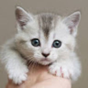 Meet your Posher, Lucy